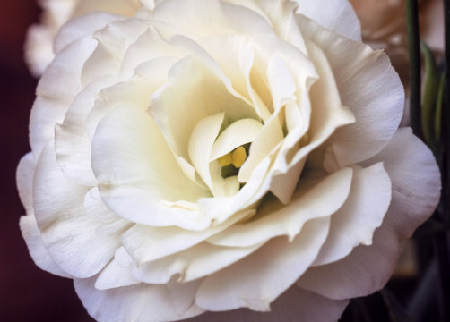 White eustoma flower