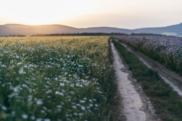 Road in wheat field surrounded by white and purple flowers