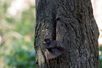 Obraz premium The Common Starling, Sturnus vulgaris is flying with some insect to feed its chick, the young bird is opening its beak to be feeded, pretty golden light, green background