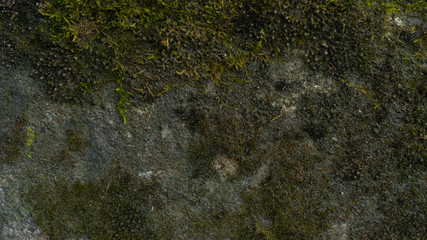 green moss wall. Web banner, long crop hor. natural green texture. Grunge nature background