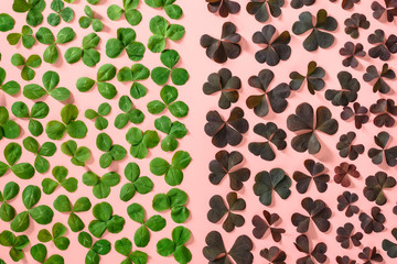 Red and green clover leaves on pink background. Flat lay. Minimal nature concept