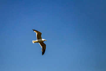 seagull in flight