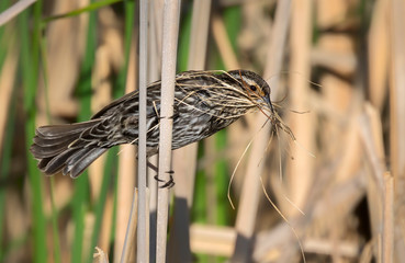 Female red winged black bird is building the nest at Jester Park, Iowa, USA