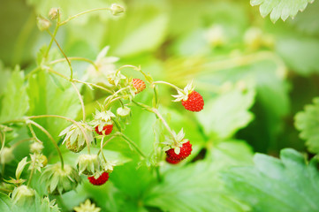 Wild strawberries getting ripe and red in summer forest. Selective focus, green background