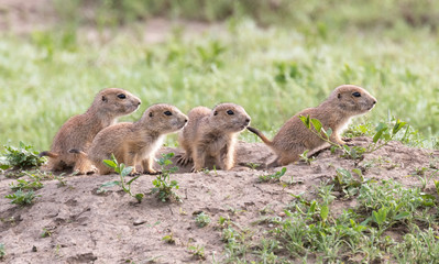 Naklejka na ściany i meble Young black-tailed prairie dogs are around hole at the grasslands of Roberts Prairie Dog Town
