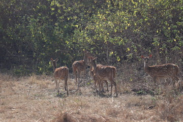 a deer roaming in the jungle