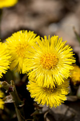 Tussilago farfara Flowers Close Up