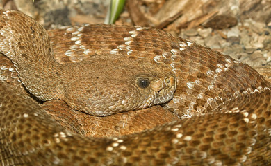 Red diamond rattlesnake (Crotalus ruber) closeup