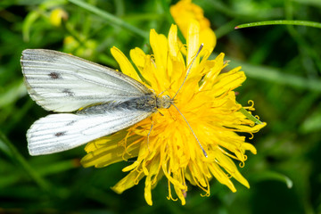 Green-veined white Butterfly on Dandelion close up