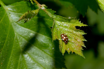 Cream-spot ladybird on Green Leaf