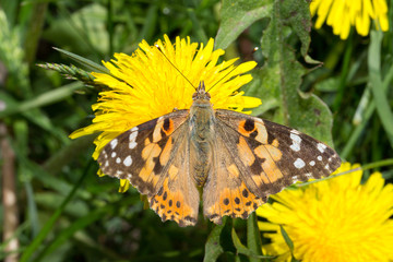 Butterfly Sitting on Dandelion