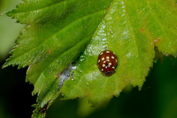 Cream-spot ladybird on Green Leaf