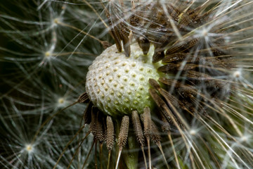 Dandelion Seedhead with Seeds