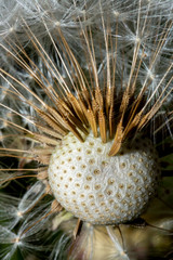 Dandelion Seedhead with Seeds