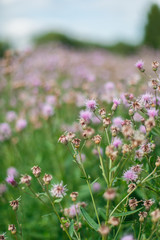 Obraz premium pink wild flowers in green grass, closeup