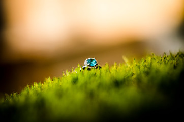 ENGAGEMENT RING © PIOTR JARCZYKOWSKI