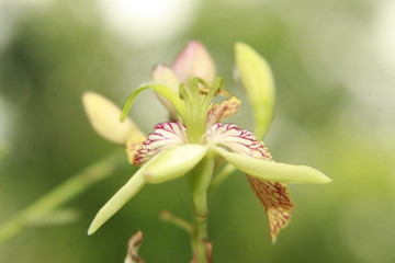 Tamarind (Tamarindus indica) Flower.