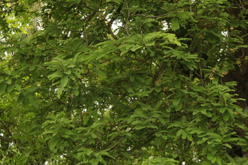 Tamarind (Tamarindus indica) tree branch.