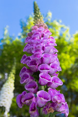 colorful purple Foxglove (Digitalis purpurea) in full bloom in Bokrijk, Belgium against a clear blue sky