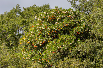 Fototapeta na wymiar The strawberry tree(Arbutus unedo) with berries close-up