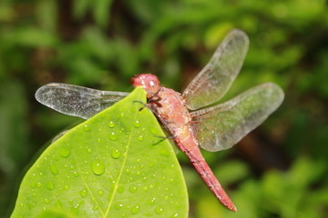 dragonfly on a leaf