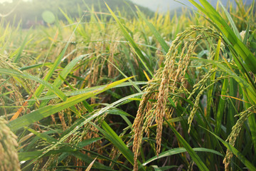 close up rice plant with water drops