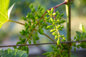 Bunches of young unripe grapes.