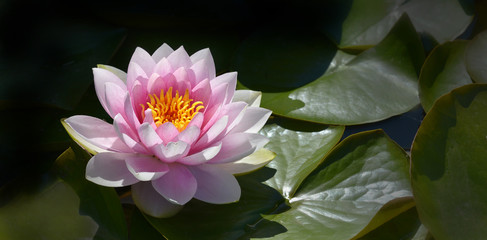 rosa Seerose im Gatenteich als Banner © Rebel