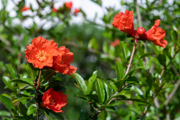 Obraz na płótnie Canvas Flowering pomegranate bush with a red flowers