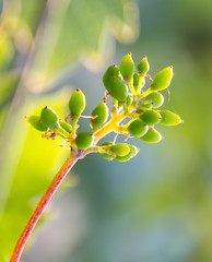 Bunches of young unripe grapes.