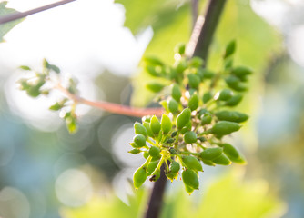 Bunches of young unripe grapes.