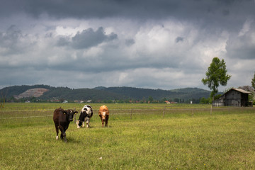 three beautiful cows grazing in pasture, cerknica, slovenia