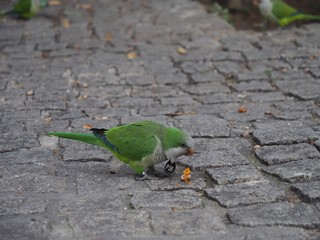 バルセロナ　オウム