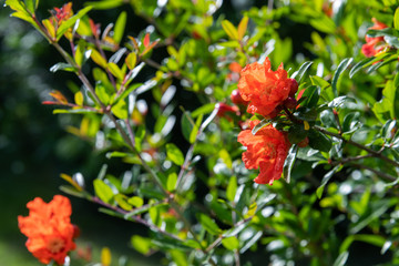 Obraz premium Flowering pomegranate bush with a red flowers