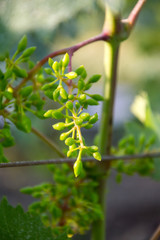 Bunches of young unripe grapes.
