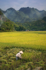 rice farmer at a scenic landscape with mountain in vietnam, mai chau