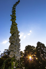 Digitalis purpurea - Snow Thimble – white foxglove  in full bloom in Bokrijk, Belgium against the sun under a clear blue sky