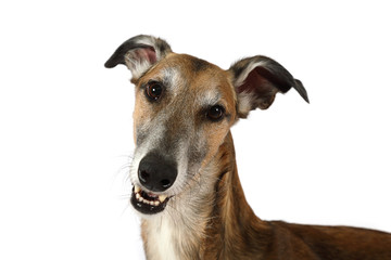 Portrait of a Russian Hortaya borzaya dog 