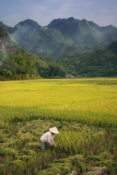 Rice Farmer At A Scenic Landscape With Mountain In Vietnam, Mai Chau