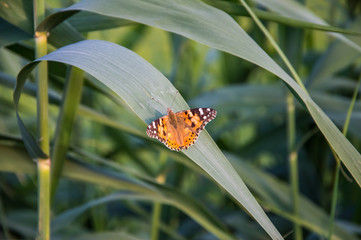 Butterflies are one of the most amazing creatures.