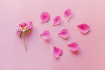 fresh beautiful spring flower and petals isolated on pastel pink background, emotions concept, flat layout, top view