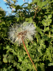 dandelion