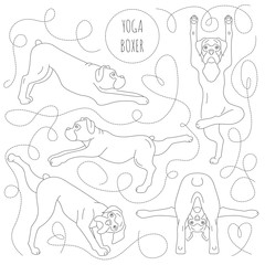 Yoga dogs poses and exercises. Boxer dog clipart