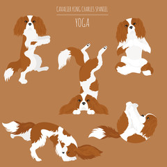 Yoga dogs poses and exercises. Cavalier King Charles spaniel clipart