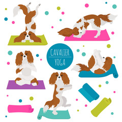 Yoga dogs poses and exercises. Cavalier King Charles spaniel clipart