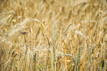 Golden fields of wheat.