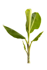 Banana tree isolated on white background,  with clipping path