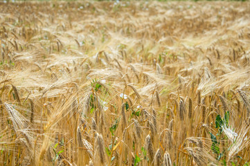 Golden fields of wheat.
