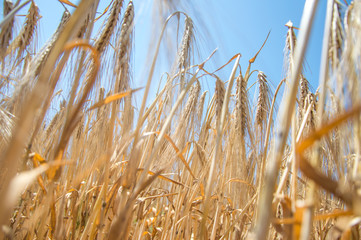 Fototapeta premium Golden fields of wheat.