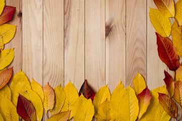 Autumn background, yellow leaves and gifts of autumn, blank background.